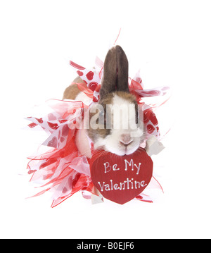 Valentines Day Dutch bunny rabbit with red heart that says Be My Valentine isolated on white background Stock Photo