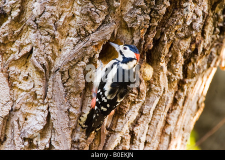 Great Spotted Woodpecker makes nesting hole in Poplar tree Hampstead London United Kingdom Stock Photo
