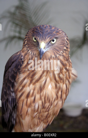 A GOSHAWK BIRD VERTICAL BDA11586 Stock Photo