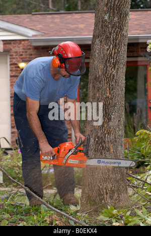 Tree Surgeon cutting down tree with chain saw standing in cherry picker ...