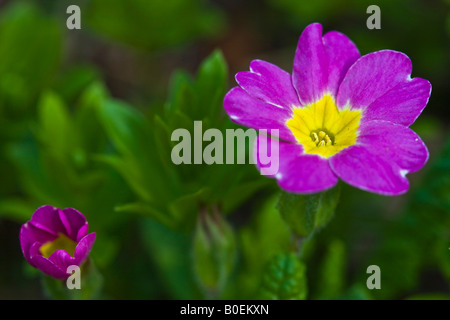 Primula flowers purple flowers overhead from above close up closeup nobody blurred blurry backgrounds background Spring arrived finally here hi-res Stock Photo
