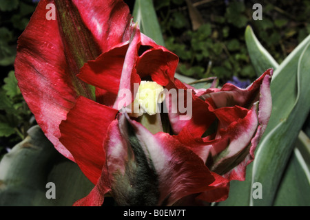 A striped red tulip unfolding. Stock Photo