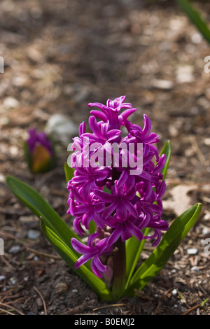 Purple Hyacinth flower blurred blurry backgrounds background nobody none front viiew close up Spring arrived finally here hi-res Stock Photo