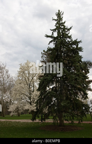 Magnolia Kobus tree with white blooming flowers early Spring public park pictures images photos very high resolution in USA US vertical format hi-res Stock Photo