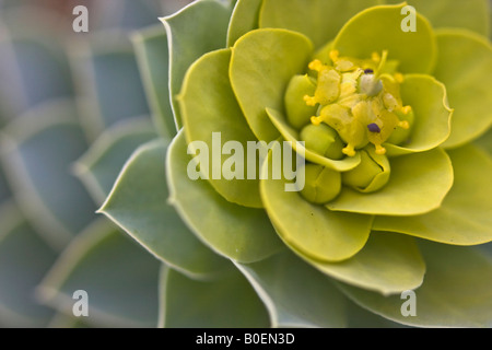 Euphorbia myrsinites from above nobody none no one close up closeup blurry blurred background top view overhead hi-res Stock Photo