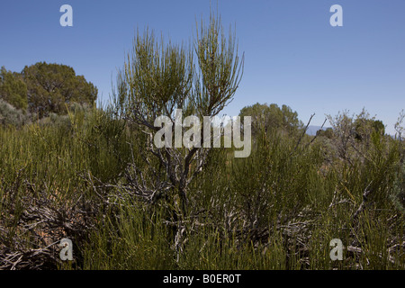 Mormon tea Ephedra viridis Hovenweep National Monument Colorado and Utah Stock Photo