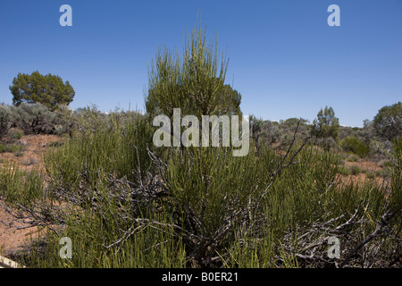 Mormon tea Ephedra viridis Hovenweep National Monument Colorado and Utah Stock Photo