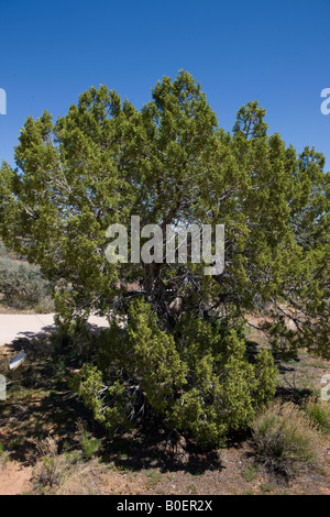 Utah juniper Juniperus osteosperma Hovenweep National Monument Colorado and Utah Stock Photo