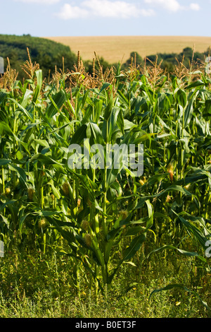 Maize crop in Foy Herefordshire England United Kingdom Stock Photo