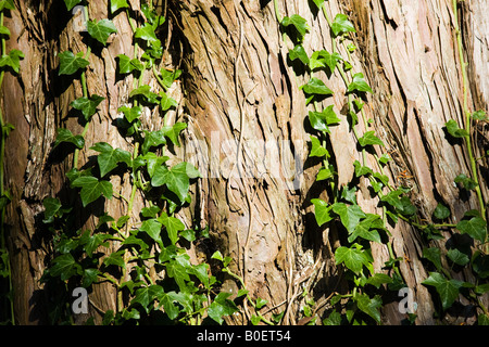 Ivy growing on a tree trunk Herefordshire England United Kingdom Stock Photo