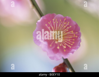 The Flower Of Plum Stock Photo