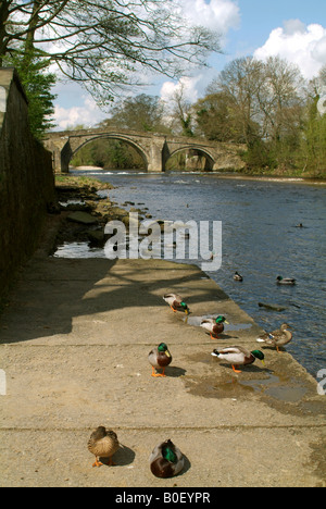 The old bridge now a footbridge across the River Wharfe with waterfowl on the rowing boat moorings in the foreground Stock Photo