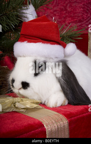 Cute Christmas bunny under the tree on gift box with red velvet background Stock Photo