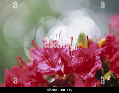 The Flower Of An Azalea Stock Photo