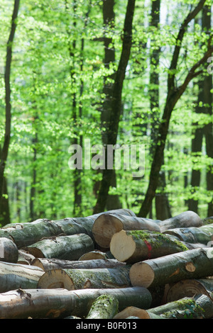 STACKED LOGS CUT FOR FIREWOOD IN A BEECH GROVE VOSGES MOUNTAINS FOREST ALSACE FRANCE Stock Photo