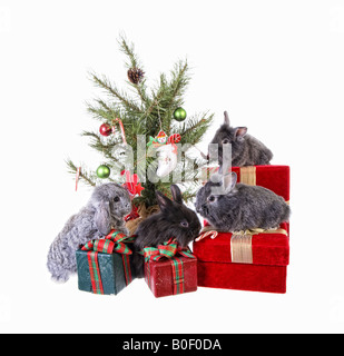 Four baby bunny rabbits under Christmas tree on gift boxes isolated on white background Stock Photo