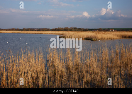 Titchwell Nature reserve, view over the main lagoon, Titchwell, Norfolk, UK, Stock Photo