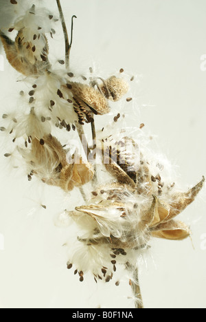 Milkweed pod with seeds dispersing Stock Photo