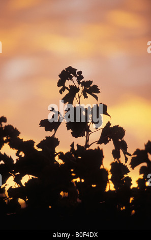 Sunrise over the Vineyards Mudgee New South Wales Australia Stock Photo