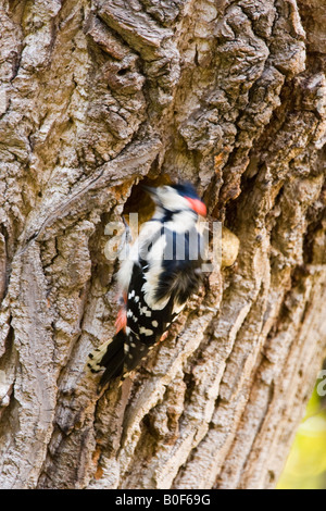 Great Spotted Woodpecker makes nesting hole in Poplar tree Hampstead London United Kingdom Stock Photo
