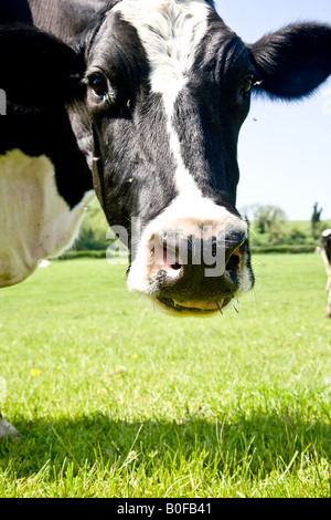 Fresian Cows grazing in a field in Surrey Stock Photo