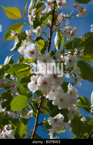 PRUNUS ICHIYO. CHERRY FLOWERS Stock Photo