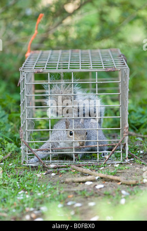 Sciurus carolinensis. Grey squirrel in a trap. UK Stock Photo