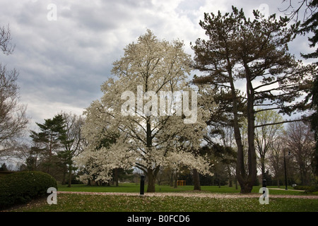 Magnolia tree Kobus with white blooming flowers early Spring public park photos pictures images large high resolution horizontal in USA US hi-res Stock Photo