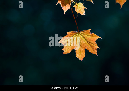 Acer platanoides 'Schwedleri' . Norway maple leaves in sunlight against a dark background. UK Stock Photo