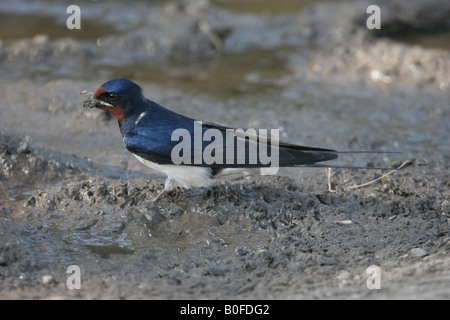 Swallow Hirundo rustica Collecting Mud for Nest Building United Kingdom Stock Photo