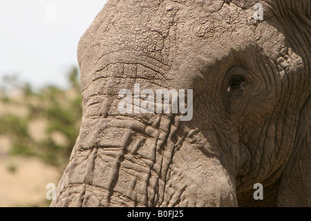 Bull elephant face close-up view in the Masai Mara Kenya East Africa Stock Photo