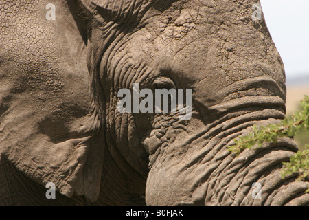 Bull elephant face close-up view in the Masai Mara Kenya East Africa Stock Photo
