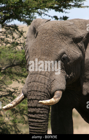 Bull elephant in the Masai Mara Kenya East Africa Stock Photo