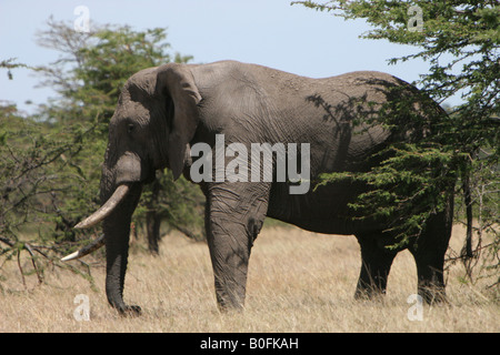 Bull elephant in the Masai Mara Kenya East Africa Stock Photo