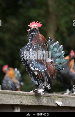 cockerel crowing cornwall Stock Photo