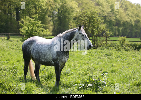 Dapple grey stallion Stock Photo
