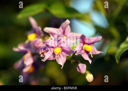 SOLANUM CRISPUM GLASNERIN BLUE CHILEAN POTATO PLANT SCRAMBLING CLIMBER Stock Photo