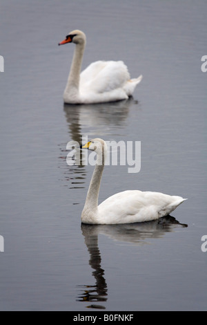whooper swan Cygnus cygnus and mute swan Cygnus olor Stock Photo