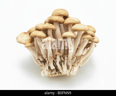 buna shimeji mushrooms Stock Photo
