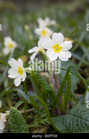 primroses Primula vulgaris spring cornwall Stock Photo