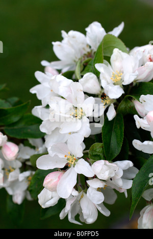 MALUS JOHN DOWNIE AGM CRAB APPLE HAS PINK BUDS WHICH OPEN TO CREAMY WHITE Stock Photo
