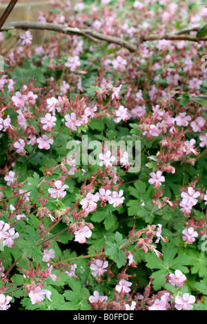 GERANIUM MACRORRHIZUM INGWERSENS VARIETY AGM Stock Photo