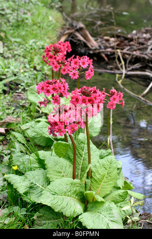 PRIMULA JAPONICA Stock Photo