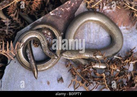 slow worms Anguis fragilis cornwall Stock Photo