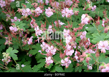 GERANIUM MACRORRHIZUM INGWERSENS VARIETY AGM Stock Photo