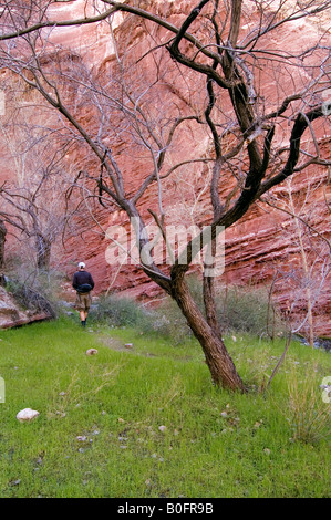 Hiker and dead tree in canyon, Grand Canyon, United States Stock Photo