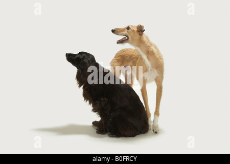 Portrait of two dogs Stock Photo