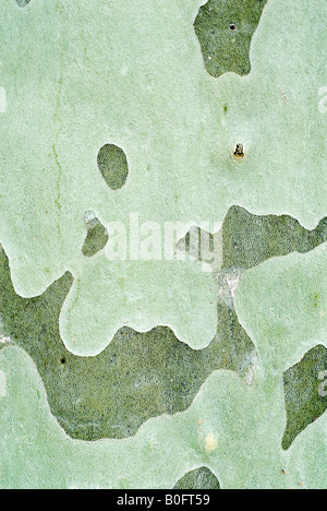 Close up of sycamore tree bark, Paris, France Stock Photo