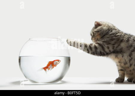 Cat attacking a fish Stock Photo