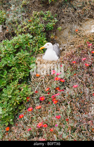 Western gull Larus occidentalis and chicks Anacapa Island Channel Islands National Park California Stock Photo
